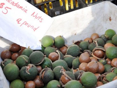 Loạn giá hạt mắc ca