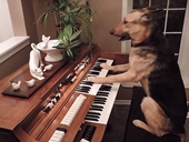 Chó chơi piano sành điệu
