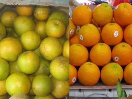 Cam Trung Quốc đội lốt cam Vinh dù đã vào cuối mùa