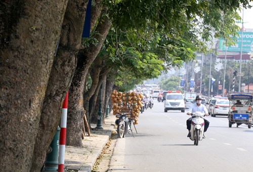 Hàng xà cừ trên đường Lê Duẩn cạnh cổng công viên Thống Nhất có vài chục năm tuổi, nhiều cây to hai người ôm, tán rộng tỏa bóng, che nắng vỉa hè và đường phố.