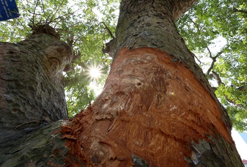 Mảng vỏ cây bị lột rộng đến cả mét vuông kèm thêm vết chém sâu vào thân cây.