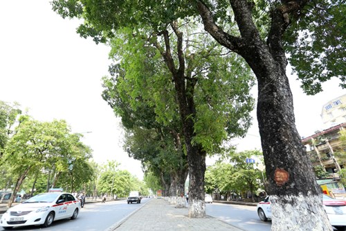 Tình trạng tương tự cũng xảy ra đối với hàng cây trên đường Kim Mã. Hơn một chục cây xà cừ cổ thụ dọc tuyến đường này đã bị lột vỏ.