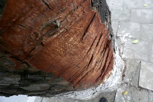 Những vết chém hằn thên thân cây. Nhiều mảng vỏ cây bị lột rộng hàng chục cm.