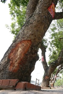 Hàng loạt cây xà cừ ở Hà Nội bị lột vỏ