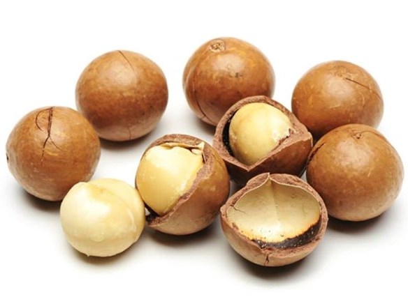 Trồng mắc ca Vì sao Úc chê, Việt Nam hăm hở