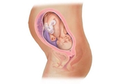 Sự phát triển của thai nhi trong bụng mẹ từ đầu đến cuối