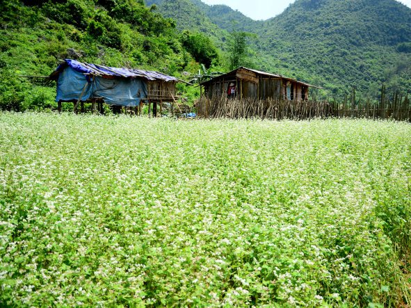 Lạc giữa thung lũng hoa tam giác mạch trắng xứ Lạng