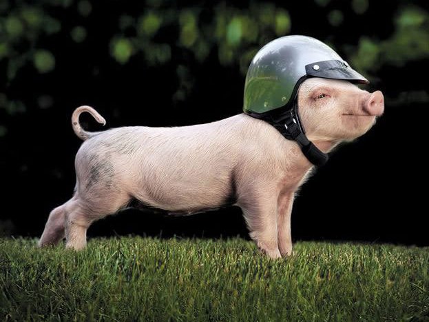 Lợn cũng thay đổi được giới tính