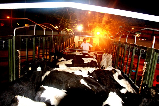 Sau khi được đưa từ máy bay xuống, bò được chuyển sang các xe tải để vận chuyển về trang trại của Vinamilk ở Thanh Hóa. Để đảm bảo đàn bò nhập về được khỏe mạnh, sản xuất sữa có chất lượng và năng suất cao, tại trang trại Thanh Hóa, các chuyên gia sẽ thực hiện đầy đủ các biện pháp như nuôi cách ly để theo dõi đủ thời gian, sau đó mới được nhập đàn. Chuyên gia và bác sĩ thú y sẽ khám bệnh hàng ngày cho bò và theo dõi lấy mẫu sữa để kiểm tra theo đúng quy trình
