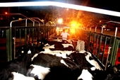 Vinamilk tiếp tục nhập bò sữa cao sản từ Úc về Việt Nam để tăng nhanh nguồn cung sữa tươi nguyên liệu