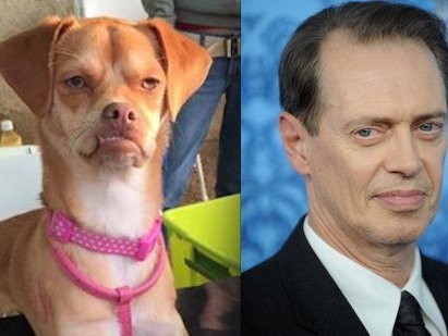 Chú chó bỗng chốc nổi tiếng vì giống  sao Hollywood