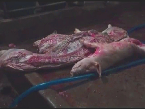 Lợn tiêm thuốc, gạo hóa chất, cua có đỉa Bữa ăn rợn người