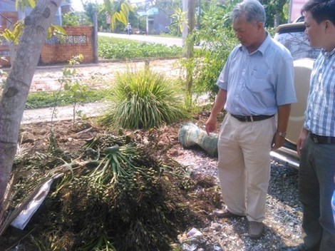 Ồ ạt thu gom cau non bán sang Trung Quốc