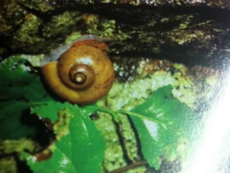 Đi săn đặc sản ốc đá ở Suối Bàng