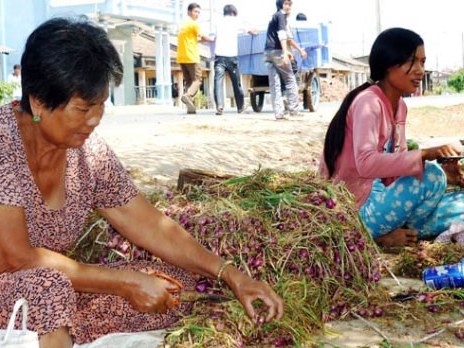 Hành tím, hóa chất không thể là tác nhân gây mù mắt