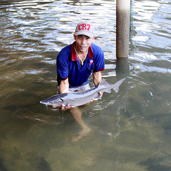 Nuôi cá tầm trên núi