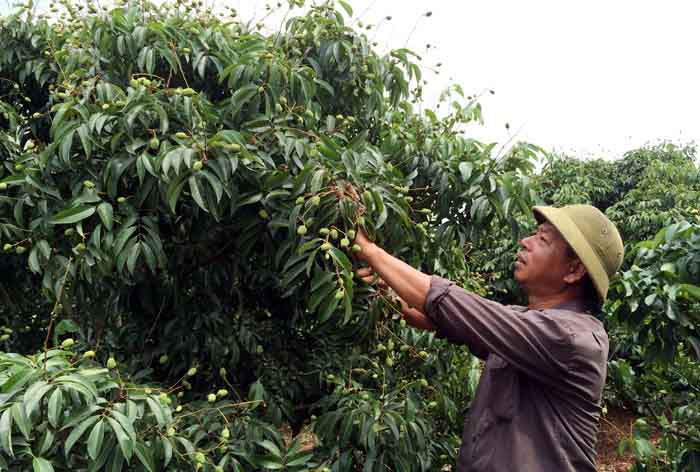 Vải thiều Lục Ngạn ôm giấc mộng sang Mỹ