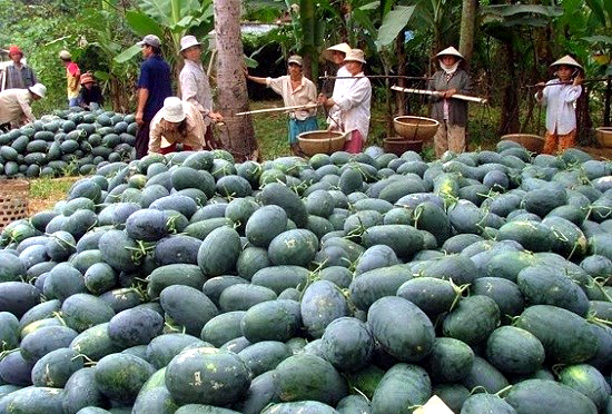 Gạo, cá Việt Nam Mũi nhọn hội nhập, thua trận khắp nơi