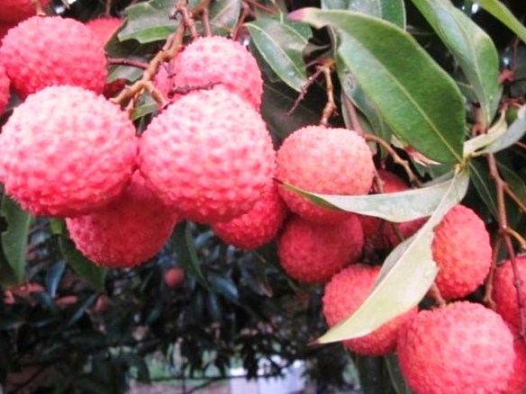 Úc chính thức mở cửa đón trái vải Việt Nam