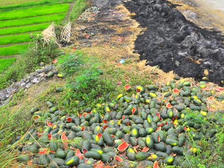 Tiêu thụ rau quả Cốt yếu ở chất lượng hàng hóa