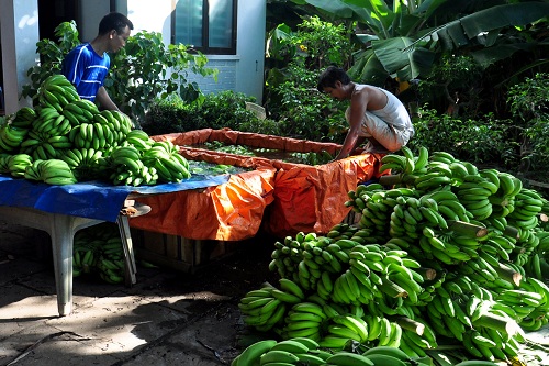 Vạch mặt âm mưu thu mua lạ đời của thương lái Trung Quốc