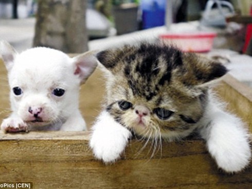 Lạ lùng mèo đẻ ra chó ở Trung Quốc