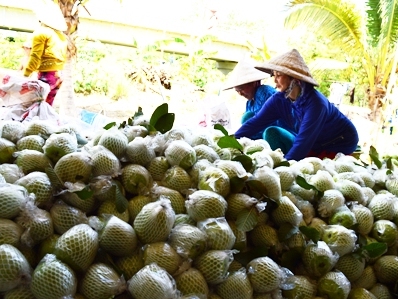 Bán 30 chục ký ổi chưa mua nổi tô bún ăn sáng