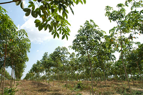 Nhiều người rao bán vườn cao su, thanh long