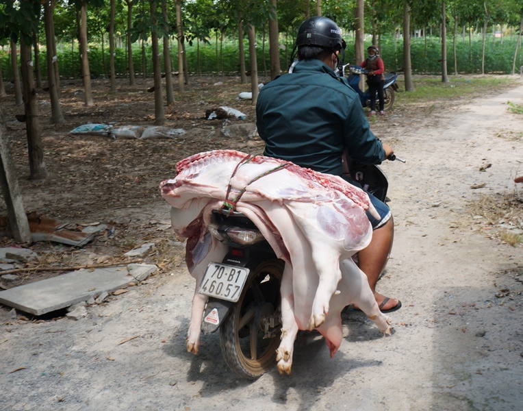 Khó quản các lò giết mổ gia súc