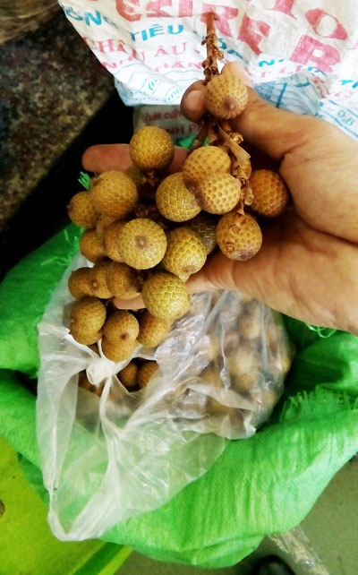 Mây sốt giá, người dân ồ ạt khai thác