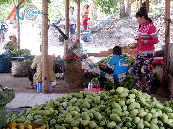 Mùa xoài Bảy Núi
