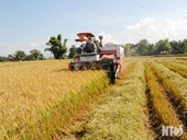 Phước Thái kết nối nông dân với doanh nghiệp trong sản xuất lúa