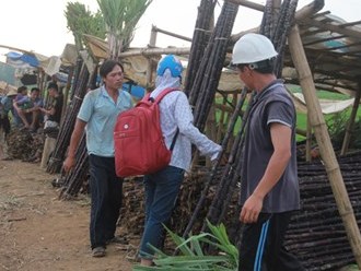 Đốt bỏ 1 000 ha mía tím Lặp lại kịch bản dưa hấu, hành tím