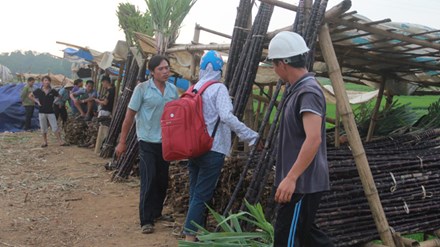 Đốt bỏ 1 000ha mía tím Kịch bản dưa hấu, hành tím lặp lại