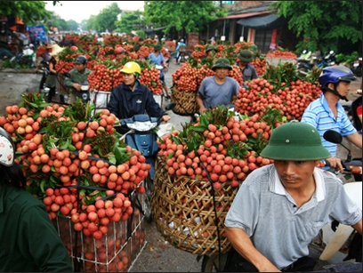 Chính phủ chỉ đạo mở rộng thị trường xuất khẩu quả vải tươi