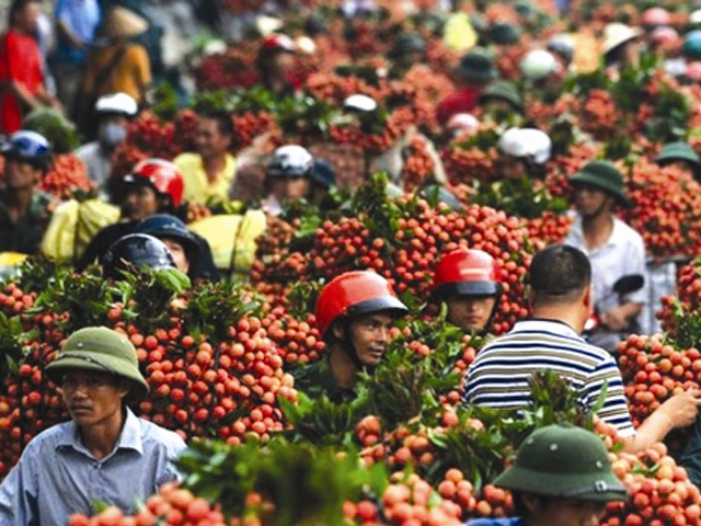 Vải thiều sẽ hết long đong