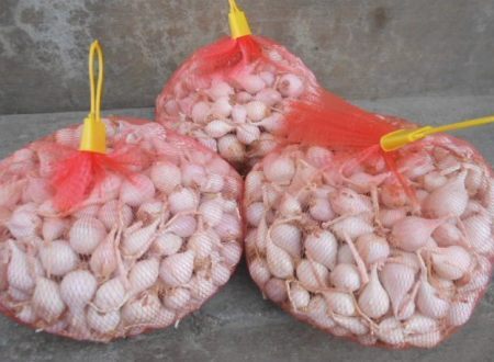 Một kg tỏi cô đơn Lý Sơn có giá bạc triệu