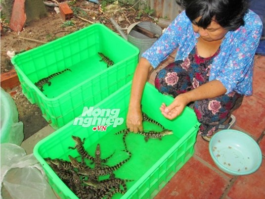 Cá sấu giống tăng giá kỷ lục, 600 000 đồng con