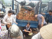 Vải thiều bán buôn tại cửa khẩu quốc tế Lào Cai chỉ có 9 000 đồng kg