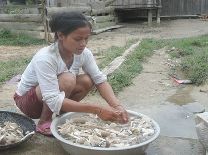 Ngộ độc do nấm độc ngày càng gia tăng