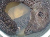 Cá khủng long ở Nam Định gây xôn xao