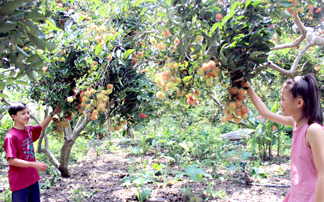 Du lịch vườn mùa trái chín