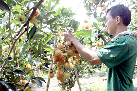 Bối rối với hội nhập