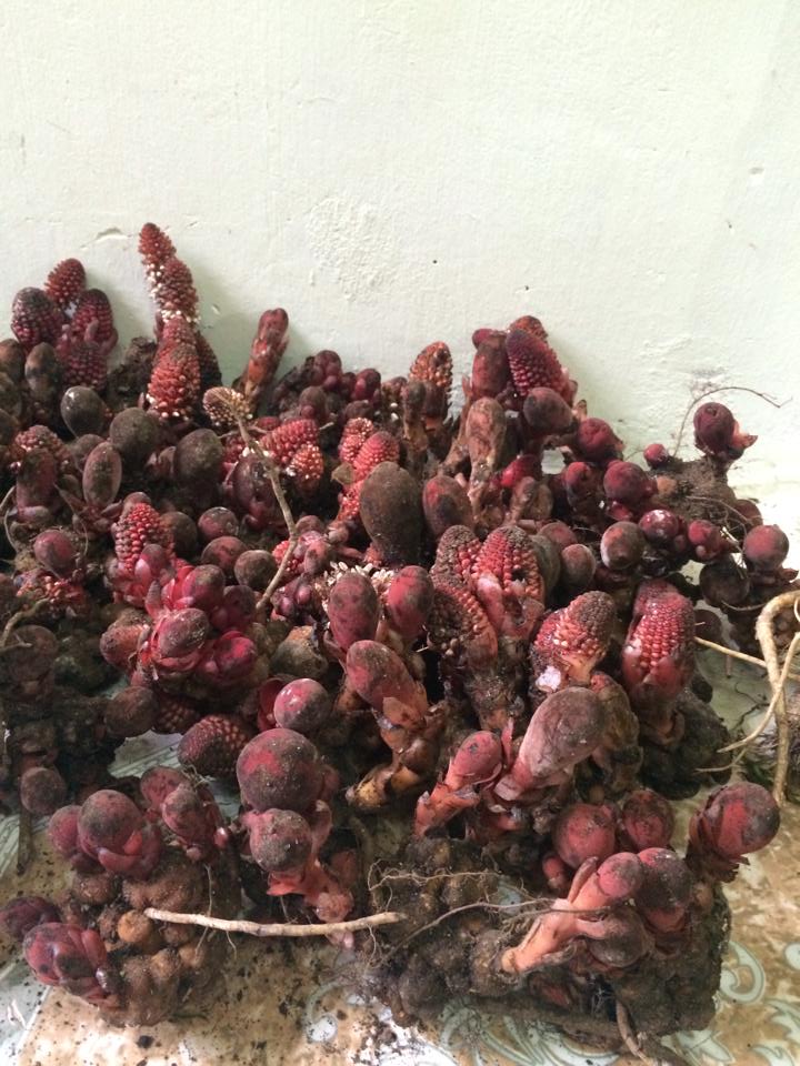 Nấm Ngọc cẩu và sự thật thần dược chốn phòng the