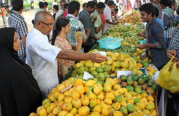 Cảnh báo hóa chất thúc chín xoài gây hỏng mắt vĩnh viễn