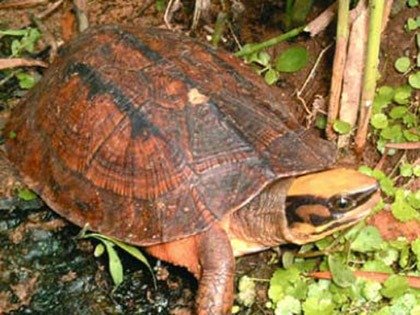 Săn rùa vàng 350 triệu kg Chấn động dân Hà Tĩnh