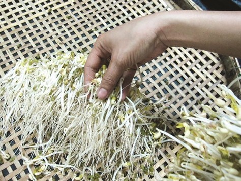 Giá đỗ nhìn càng đẹp, càng đáng sợ