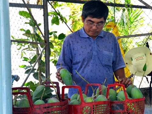 Xoài được cấp phép vào thị trường Nhật Bản