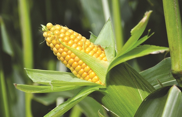 Nông nghiệp công nghệ cao là xu hướng tất yếu