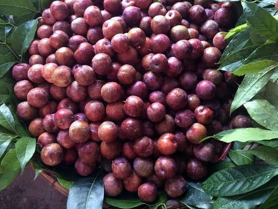 Tết Đoan ngọ Mận giết sâu bọ giá trên trời